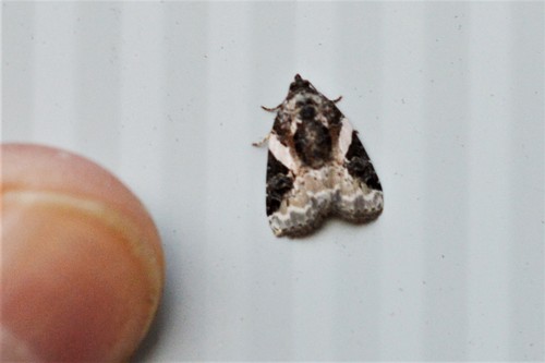 Pink-barred Pseudeustrotia Moth