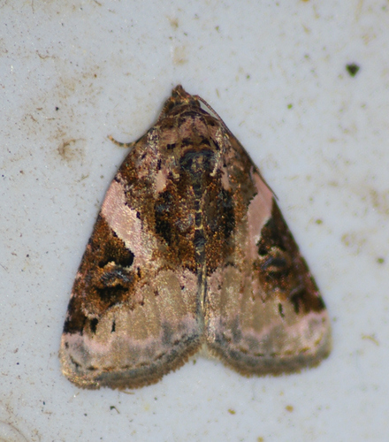 Pink-barred Pseudeustrotia Moth