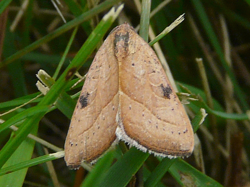 Wedgling Moth