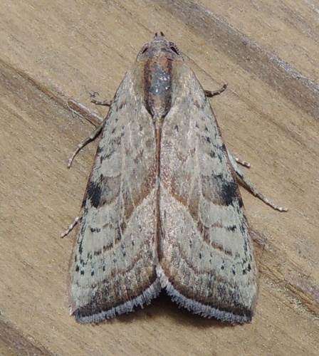 Wedgling Moth