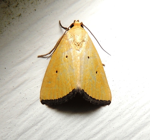 Black-bordered Lemon Moth