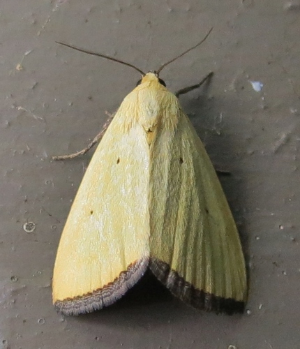 Black-bordered Lemon Moth