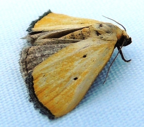 Black-bordered Lemon Moth