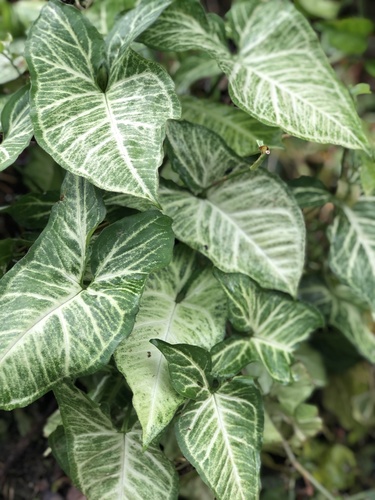 Goosefoot-plant