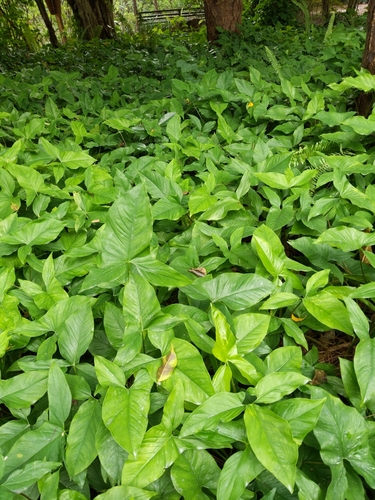 Goosefoot-plant