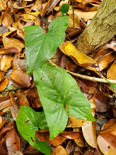 Goosefoot-plant
