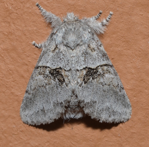 Common Gluphisia Moth