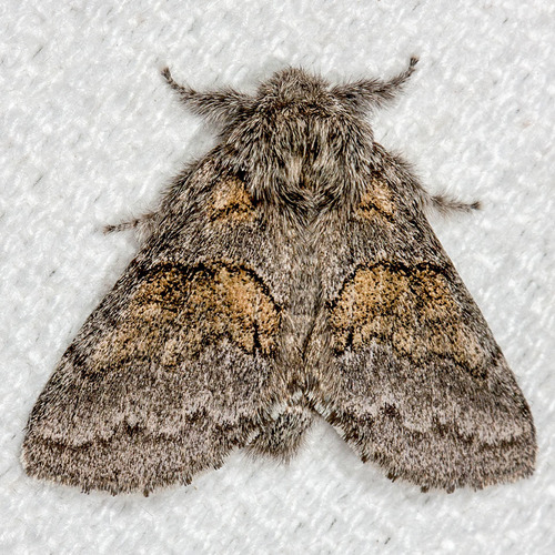 Common Gluphisia Moth