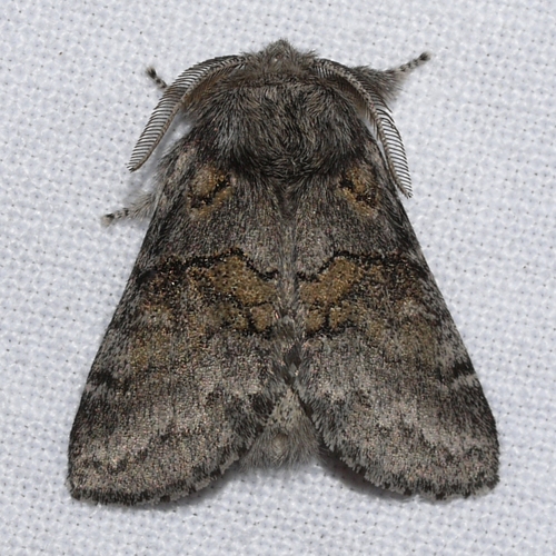 Common Gluphisia Moth