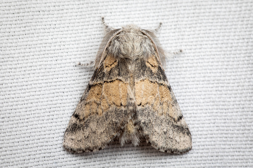 Common Gluphisia Moth