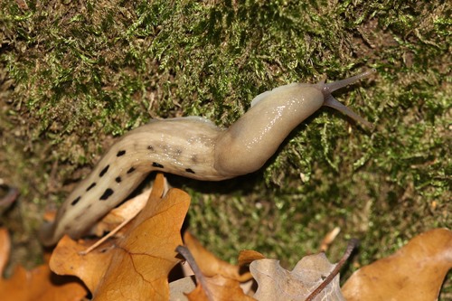 Ash-black Slug