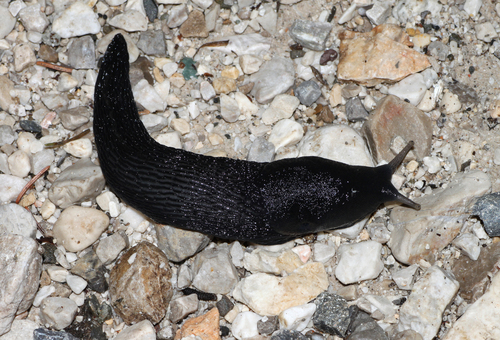 Ash-black Slug