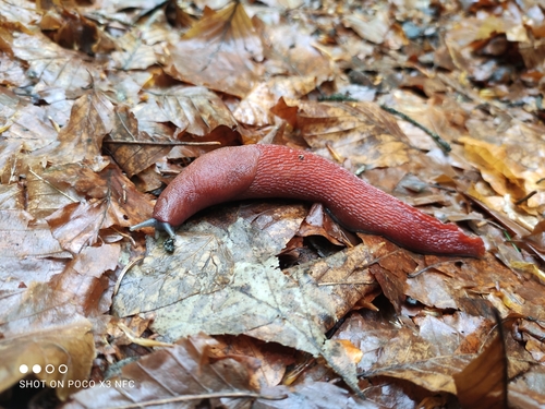 Ash-black Slug