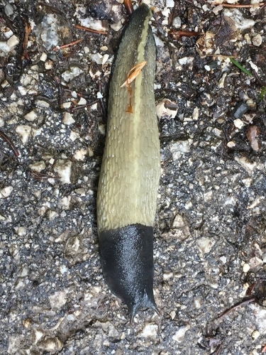 Ash-black Slug