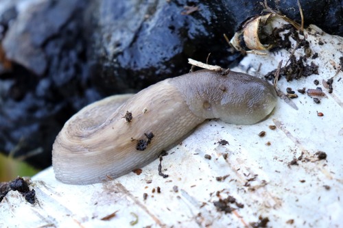 Ash-black Slug