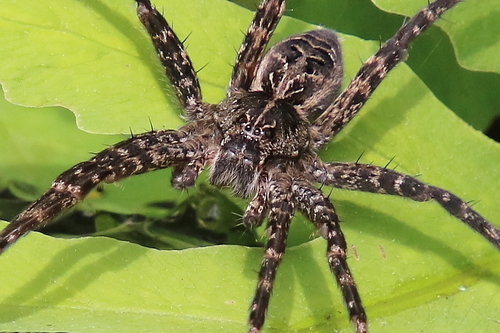 Striped Fishing Spider