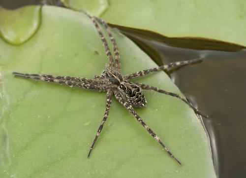 Striped Fishing Spider