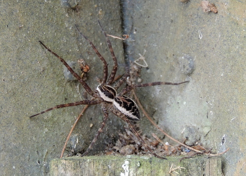 Striped Fishing Spider