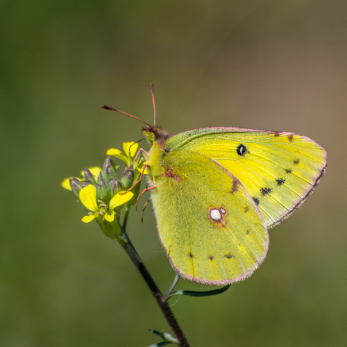 Clouded Yellow