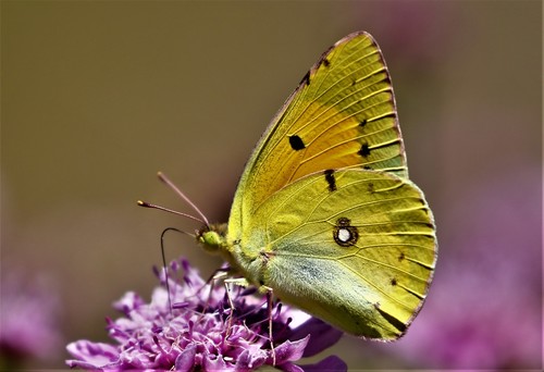 Clouded Yellow