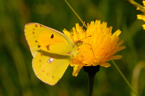 Clouded Yellow