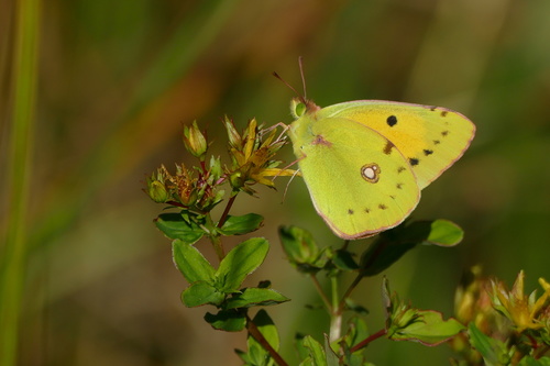 Clouded Yellow