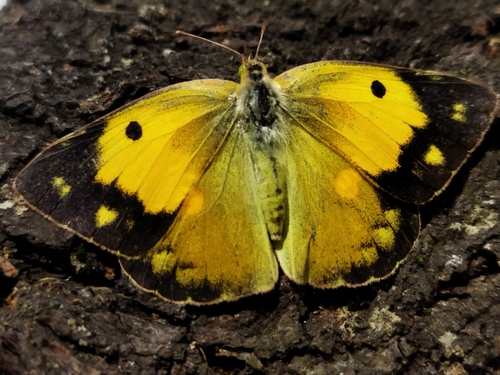 Clouded Yellow