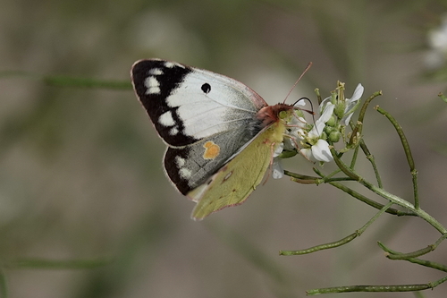 Clouded Yellow