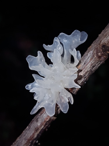 snow fungus