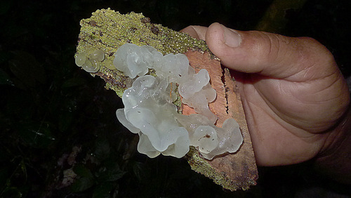 snow fungus