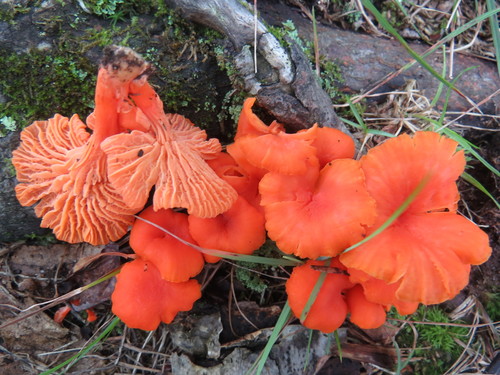 Red Chanterelle