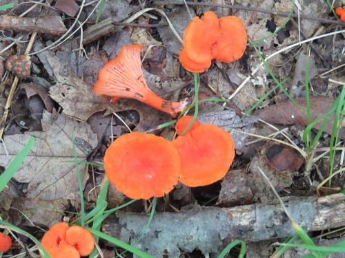 Red Chanterelle