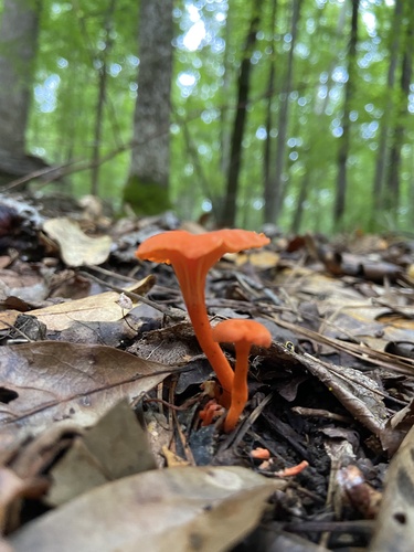 Red Chanterelle