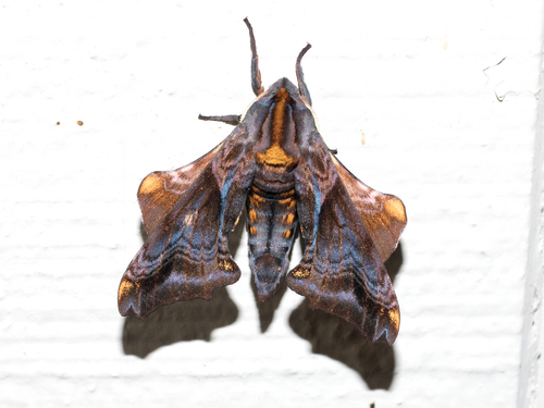 Small-eyed Sphinx