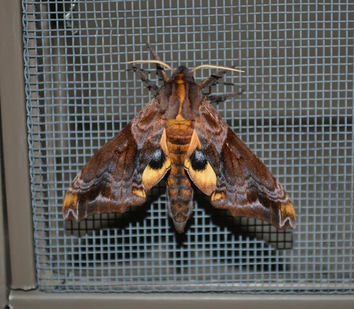 Small-eyed Sphinx