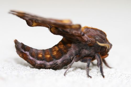Small-eyed Sphinx