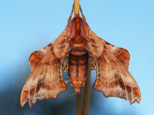 Small-eyed Sphinx