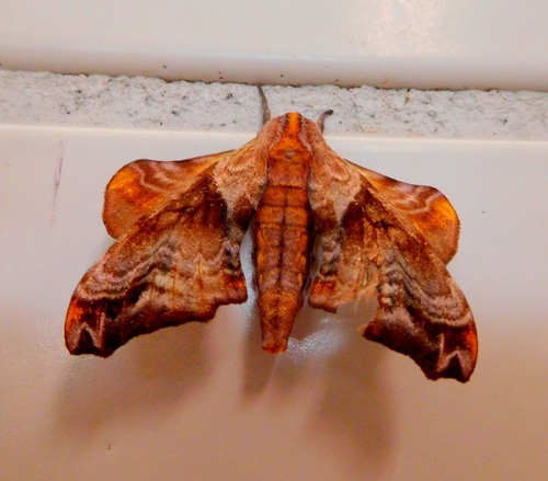 Small-eyed Sphinx