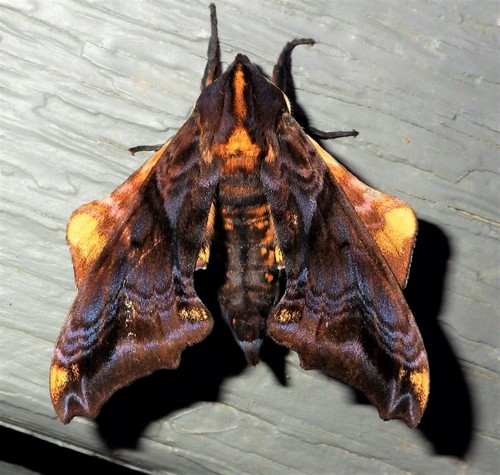 Small-eyed Sphinx