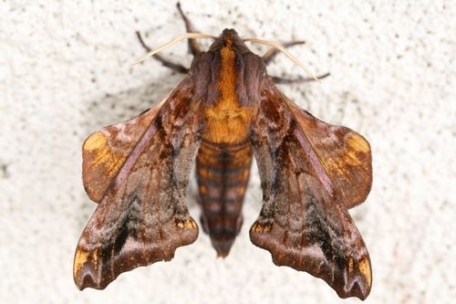 Small-eyed Sphinx