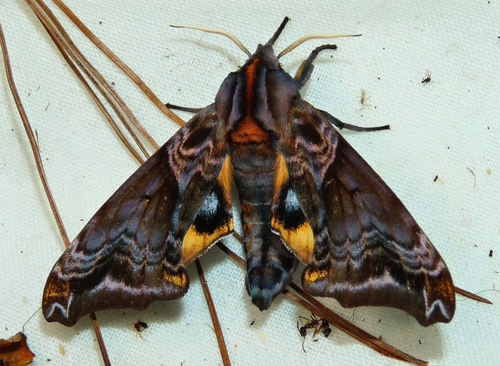 Small-eyed Sphinx
