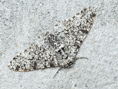 Peppered Moth