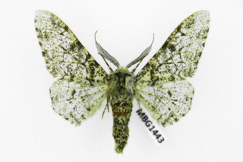 Peppered Moth