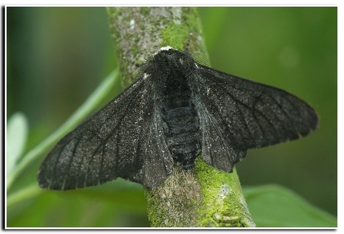 Peppered Moth