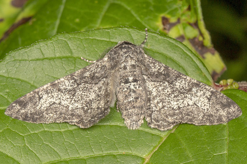 Peppered Moth