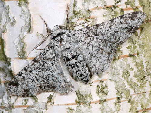 Peppered Moth