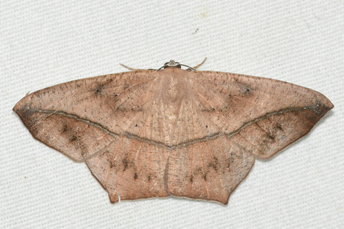 Large Maple Spanworm Moth