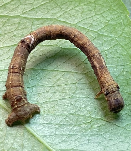 Large Maple Spanworm Moth