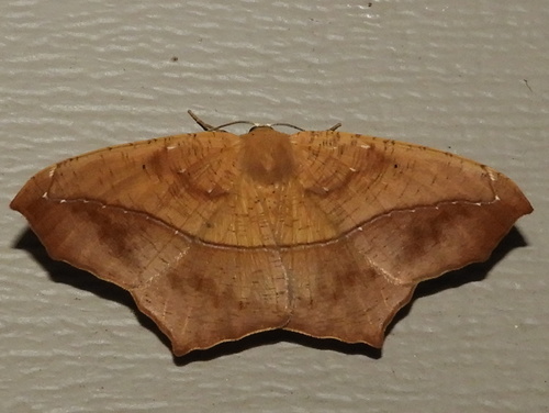 Large Maple Spanworm Moth