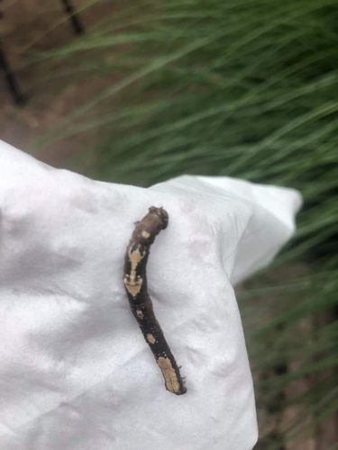 Large Maple Spanworm Moth